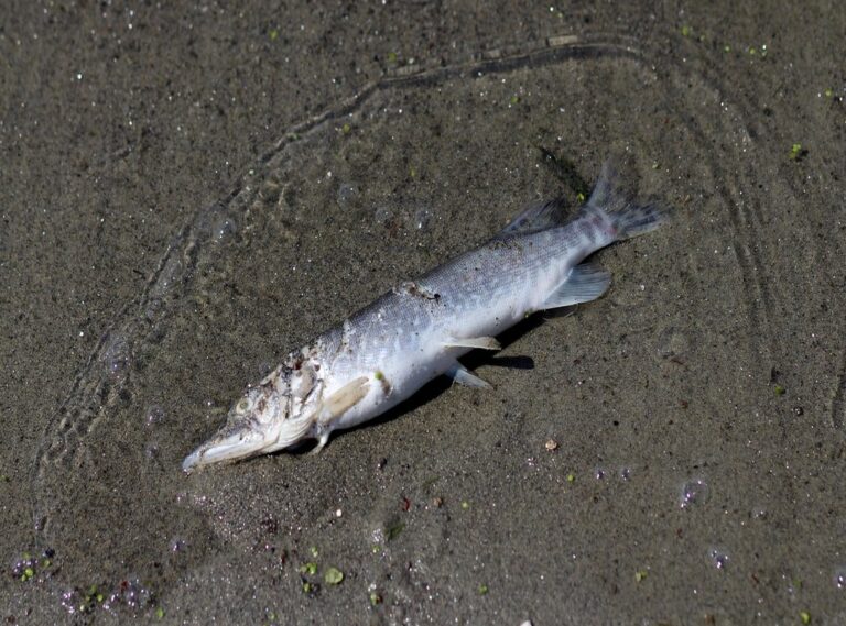 i know that girl gym