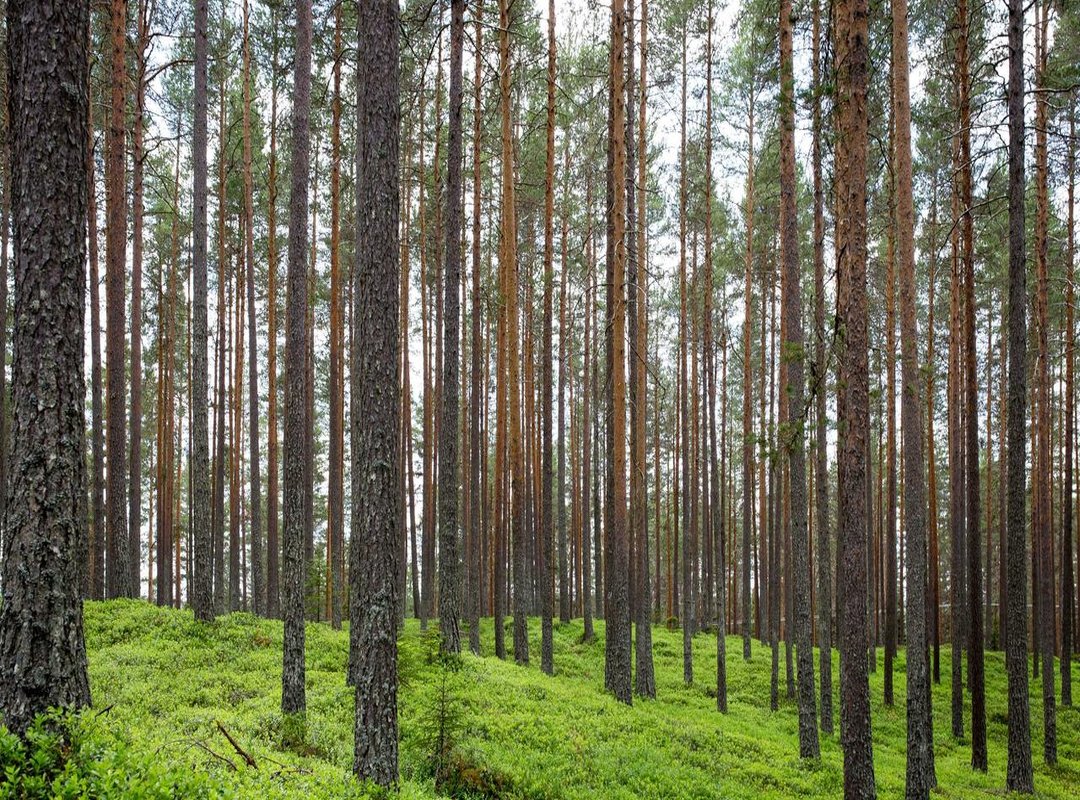 From Bark to Battle: Crafting and Using Blisterwood Armor